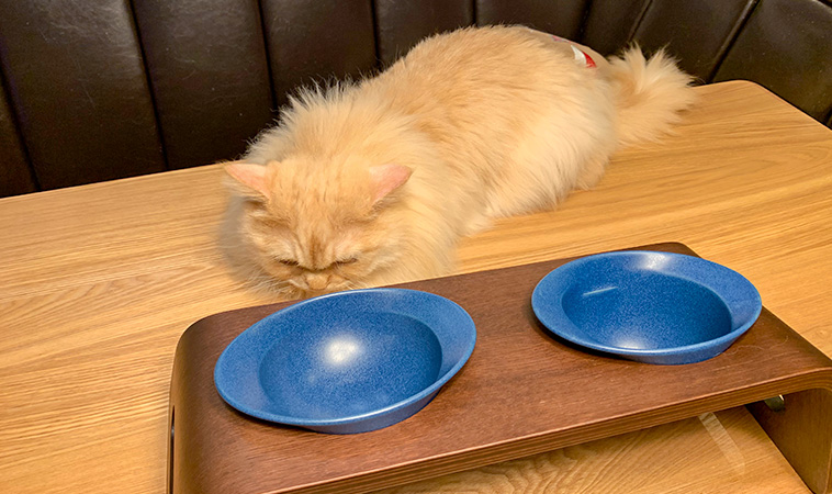 KARIMOKU CAT TABLE ブルー＆モカブラウン